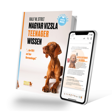 Vizsla TEENAGER Wissen